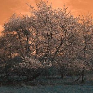 PictureFX Channel Swap for IR - Use with 550,590,665 & 720nm camera IR filter