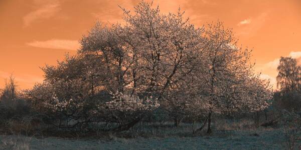 PictureFX Channel Swap for IR - Use with 550,590,665 & 720nm camera IR filter